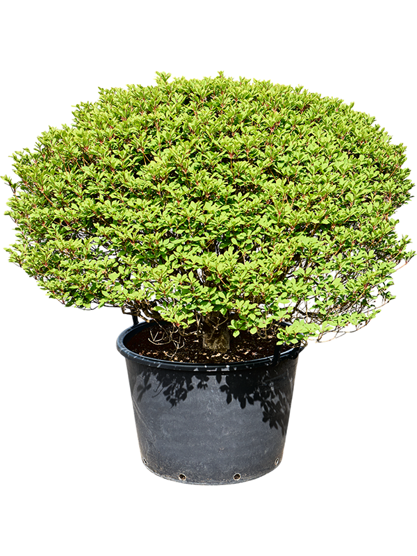 Энкиантус почкочешуйный 120/70 (Nieuwkoop Europe) 42009 - фото 103841