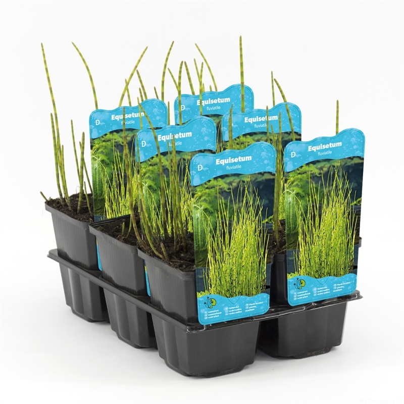 Хвощ приречный 20/9 (Nieuwkoop Europe) 42015 - фото 103847
