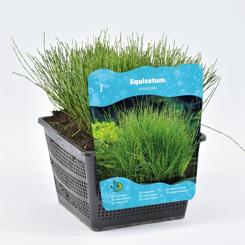 Хвощ камышовый 20/18 (Nieuwkoop Europe) 42019 - фото 103851