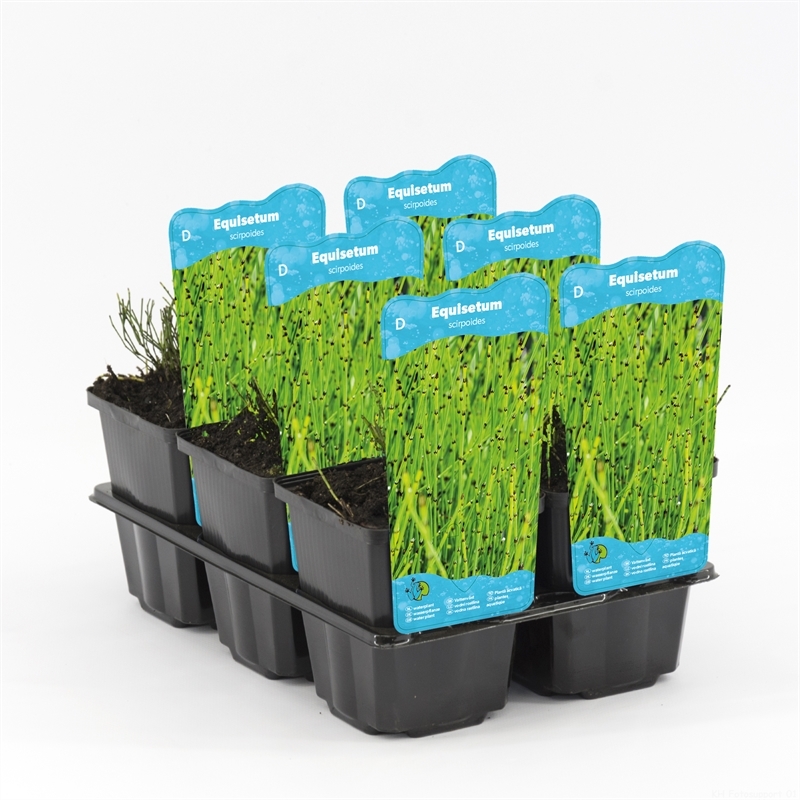 Хвощ камышовый 20/9 (Nieuwkoop Europe) 42020 - фото 103852