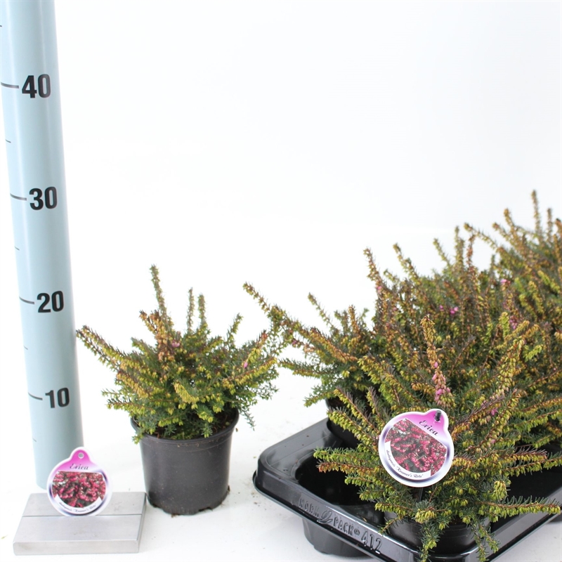 Эрика дарленская "Kramer" фиолетовая  10/10 (Nieuwkoop Europe) 42023 - фото 103855