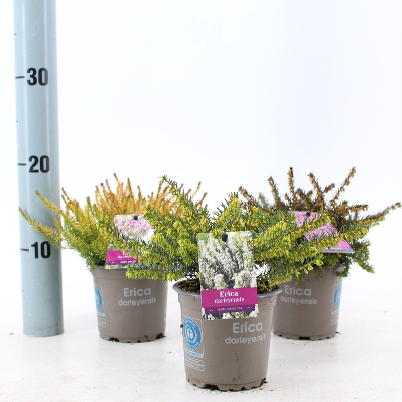 Эрика дарленская "Kramer" фиолетовая  23/15 (Nieuwkoop Europe) 42024 - фото 103856