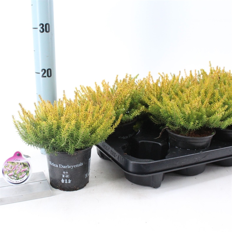 Эрика дарленская розовая 15/10 (Nieuwkoop Europe) 42025 - фото 103857