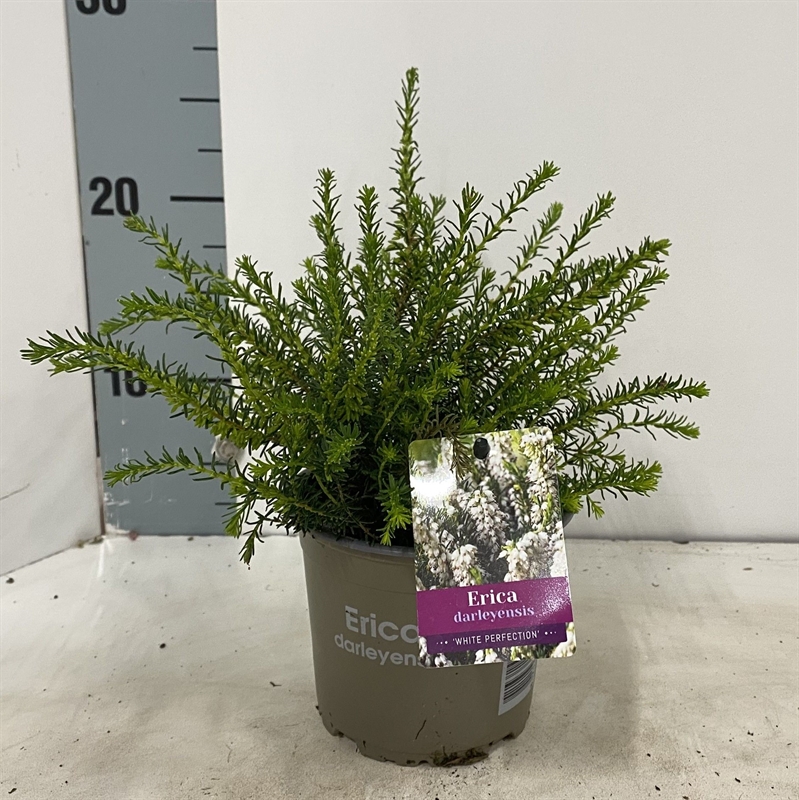 Эрика дарленская "White Perfection" белая 15/12 (Nieuwkoop Europe) 42026 - фото 103858