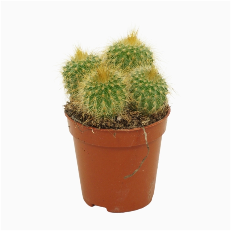 Эриокактус Ленингхауза 7/5 (Nieuwkoop Europe) 42028 - фото 103860