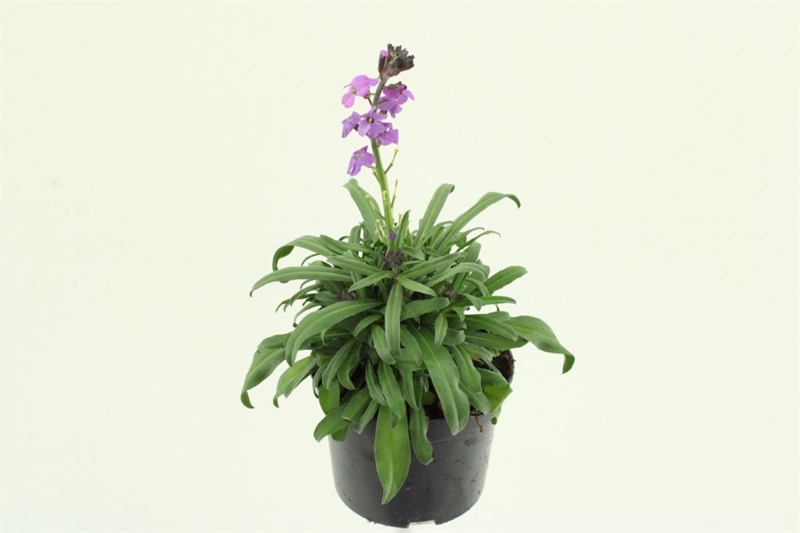 Желтушник льнолистный "Bowles Mauve" фиолетовый 25/13 (Nieuwkoop Europe) 42035 - фото 103867