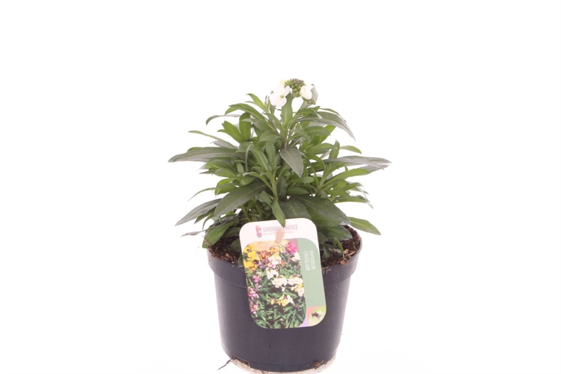 Желтушник льнолистный белый 25/13 (Nieuwkoop Europe) 42038 - фото 103870