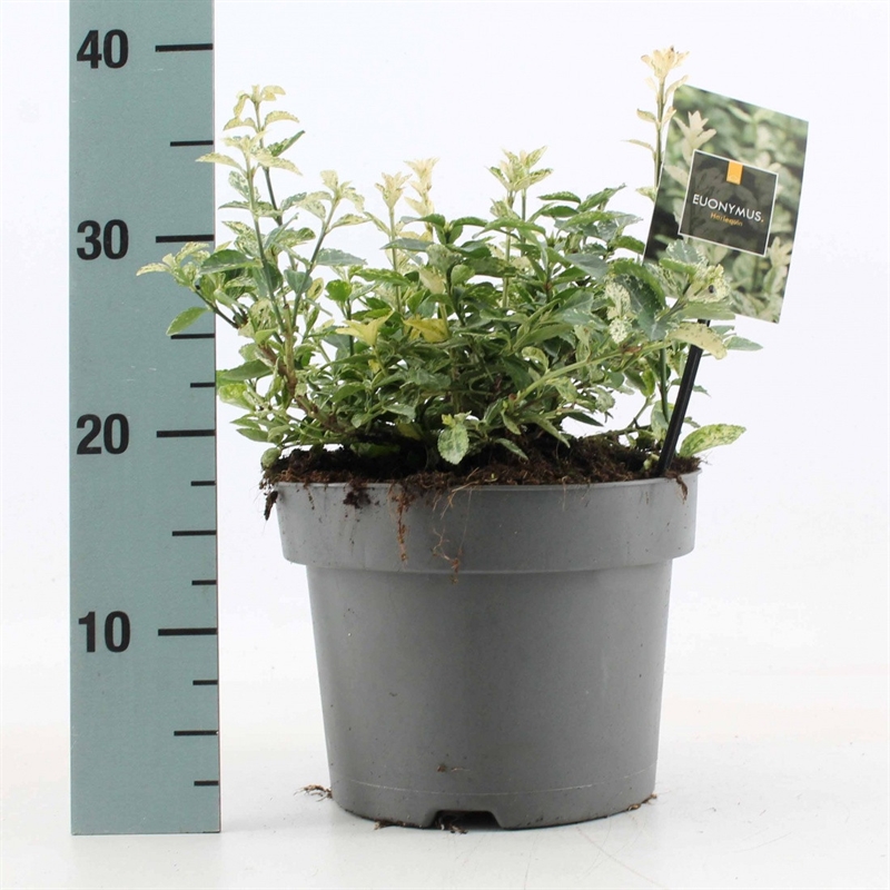 Бересклет Форчуна "Harlequin" 30/23 (Nieuwkoop Europe) 42043 - фото 103875