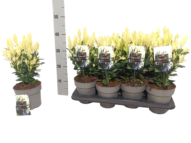 Бересклет Японский "Extravaganza" 25/15 (Nieuwkoop Europe) 42046 - фото 103878