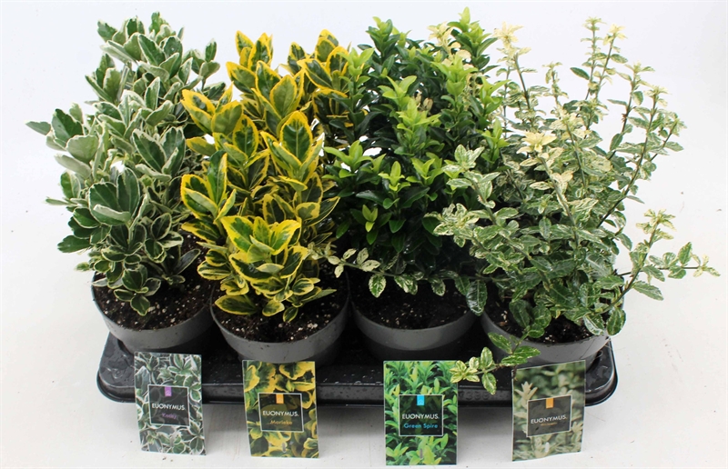 Бересклет Японский 30/15 (Nieuwkoop Europe) 42048 - фото 103880