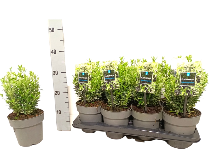 Бересклет Японский "Microphyllus Albovariegatus" 30/15 (Nieuwkoop Europe) 42053 - фото 103885