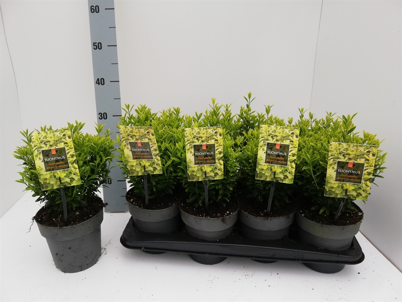 Бересклет Японский "Microphyllus Aureovariegatus" 30/15 (Nieuwkoop Europe) 42054 - фото 103886