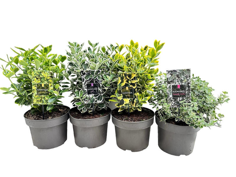 Бересклет Японский микс 40/23 (Nieuwkoop Europe) 42056 - фото 103888