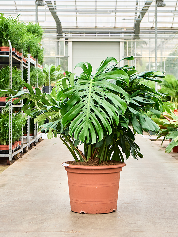 Монстера деликатесная 130/55  (Nieuwkoop Europe) 42072 - фото 103925