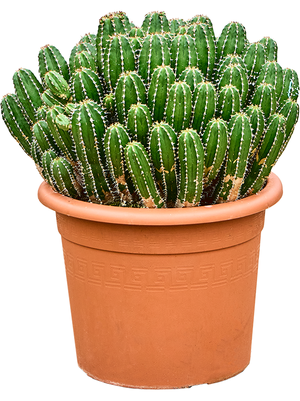 Молочай эхинус 55/35 (Nieuwkoop Europe) 42077 - фото 103930