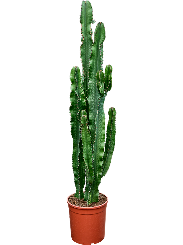 Молочай эритрейский (эуфорбия эритрея) 120-130 (Nieuwkoop Europe) 42078 - фото 103931