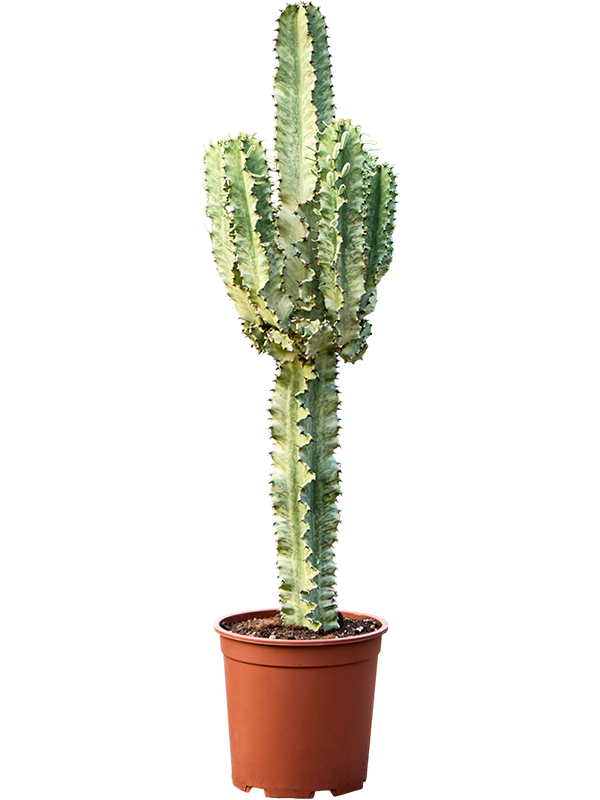 Молочай эритрейский (эуфорбия эритрея) 110/27 (Nieuwkoop Europe) 42079 - фото 103932