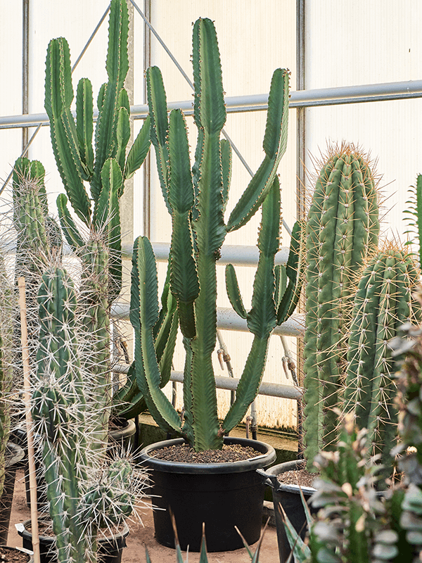 Молочай великий (эуфорбия ингенс) 210/60 (Nieuwkoop Europe) 42083 - фото 103936