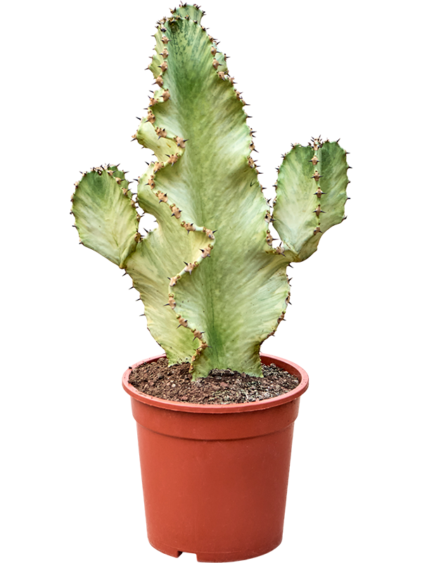 Молочай великий (эуфорбия ингенс) 60-70 (Nieuwkoop Europe) 42086 - фото 103939