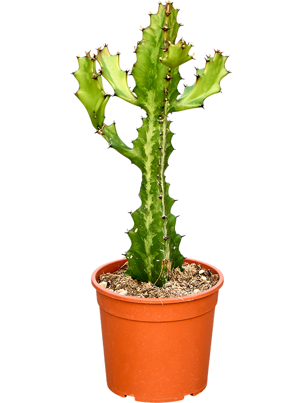 Молочай молочный (эуфорбия лактея) 55/17 (Nieuwkoop Europe) 42089 - фото 103942