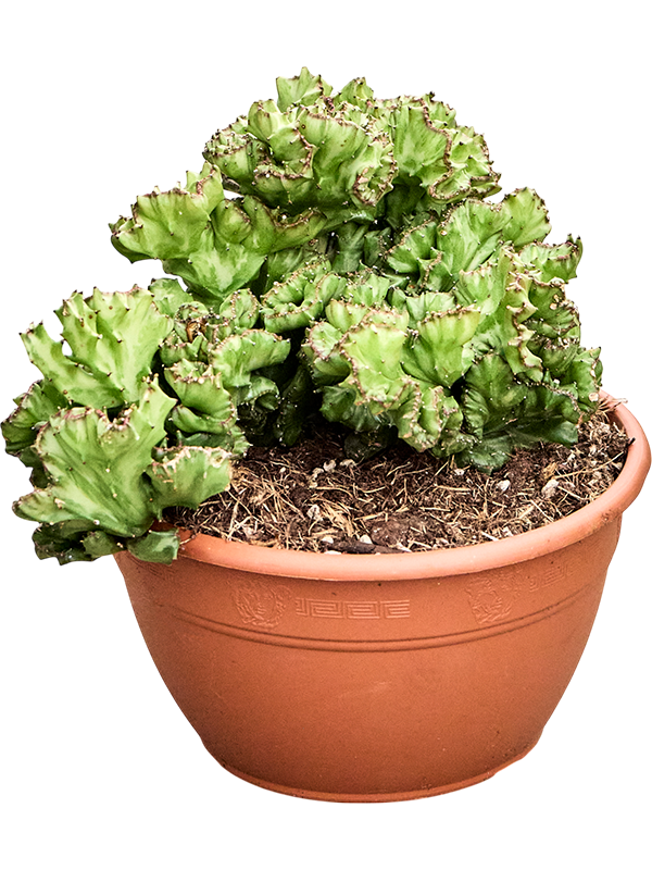 Молочай молочный (эуфорбия лактея) 25/21 (Nieuwkoop Europe) 42090 - фото 103943