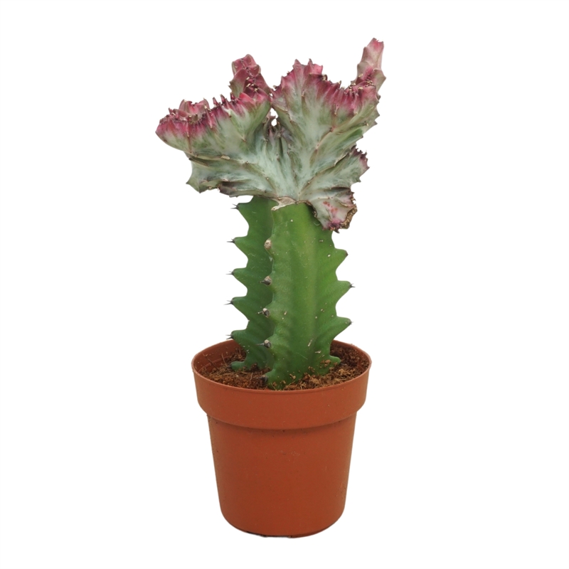 Молочай молочный (эуфорбия лактея) 20/8 (Nieuwkoop Europe) 42092 - фото 103945