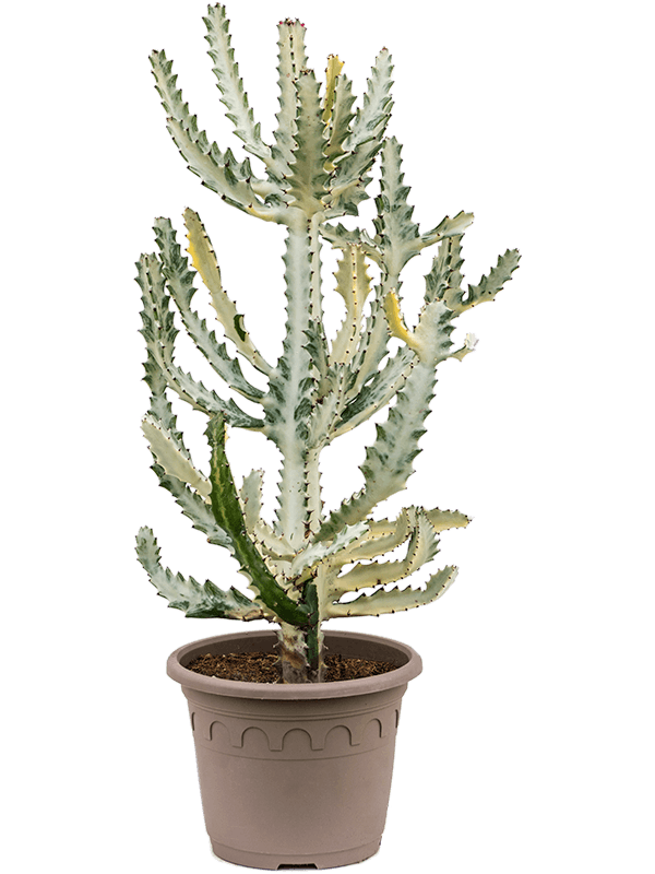 Молочай молочный (эуфорбия лактея) 75/24 (Nieuwkoop Europe) 42093 - фото 103946