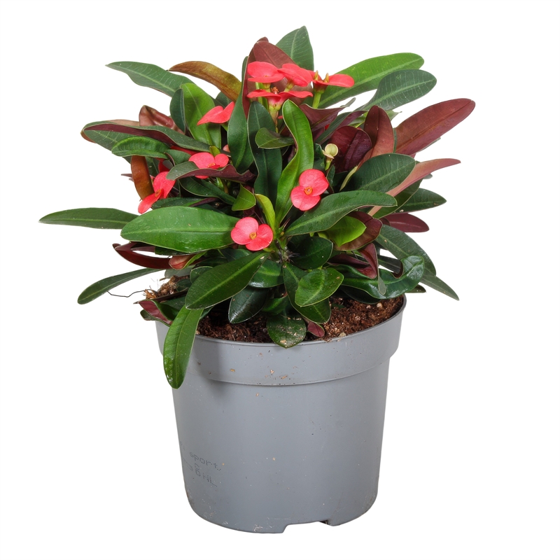 Молочай 25/13 (Nieuwkoop Europe) 42099 - фото 103952