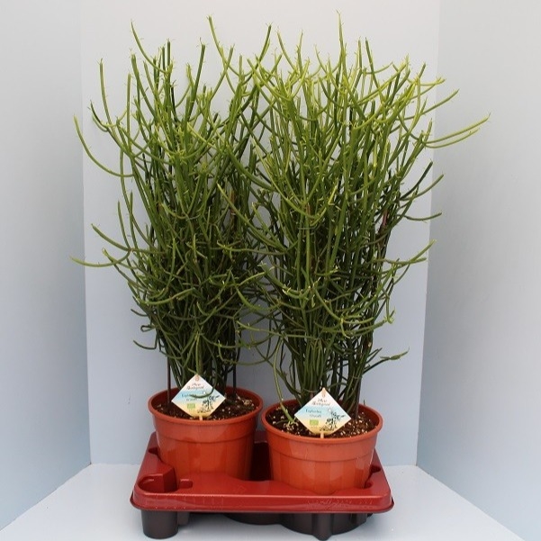 Молочай тирукалли (эуфорбия) 70/19 (Nieuwkoop Europe) 42105 - фото 103958