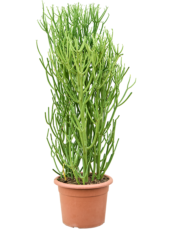 Молочай тирукалли (эуфорбия) 100-120 см (Nieuwkoop Europe) 42106 - фото 103959