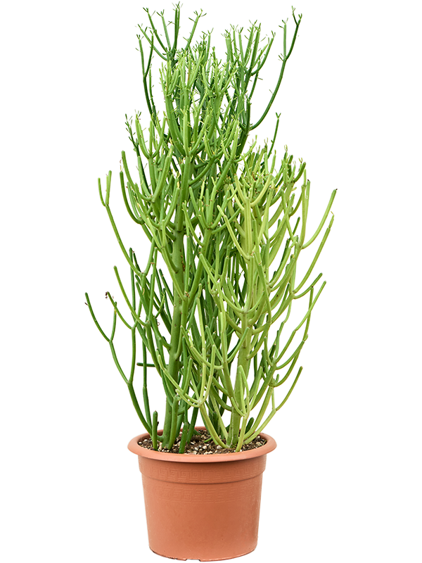 Молочай тирукалли (эуфорбия) 80-100 (Nieuwkoop Europe) 42108 - фото 103961