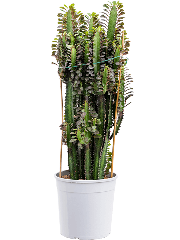 Молочай треугольный (эуфорбия тригона) 85/24 (Nieuwkoop Europe) 42113 - фото 103966