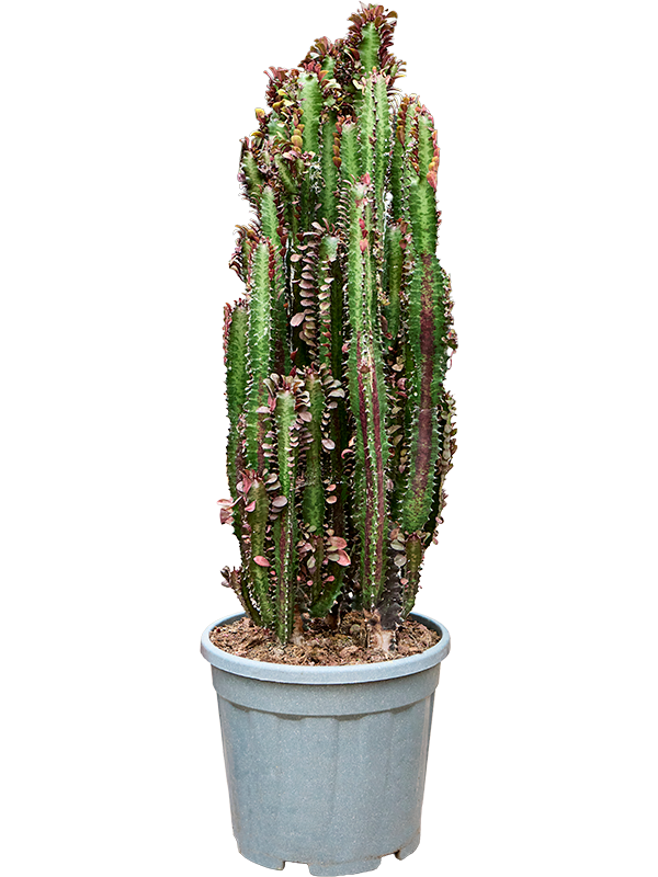 Молочай треугольный (эуфорбия тригона) 100/30 (Nieuwkoop Europe) 42114 - фото 103967