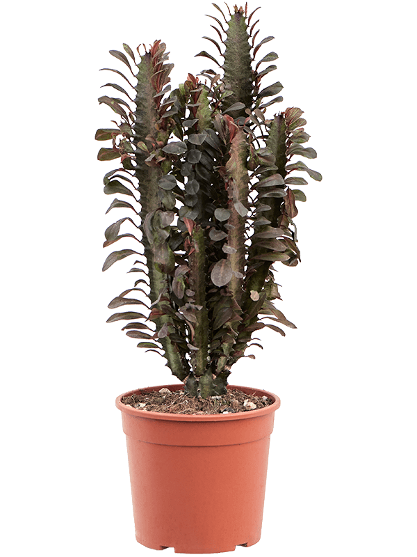 Молочай треугольный (эуфорбия тригона) 80/19 (Nieuwkoop Europe) 42115 - фото 103968