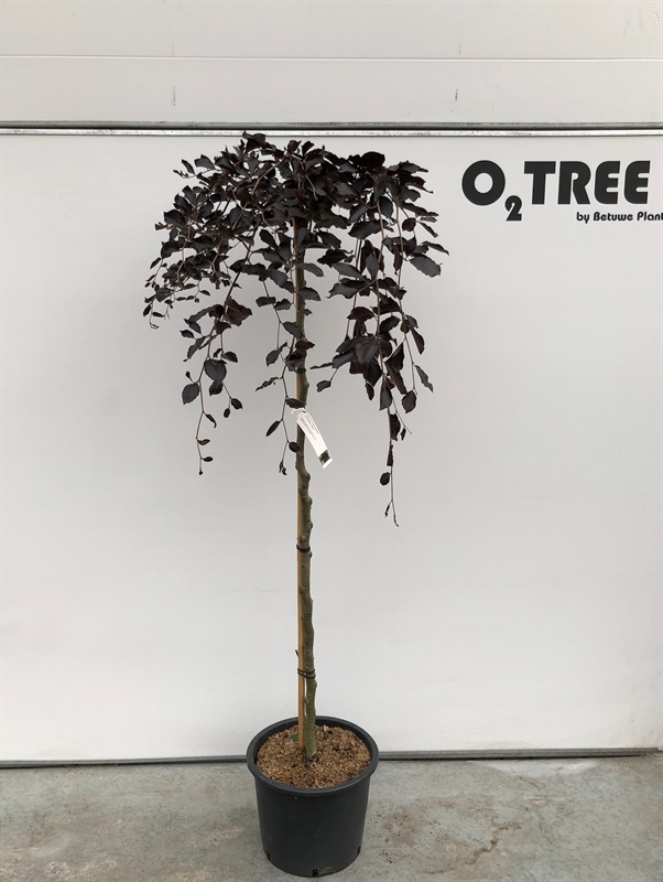 Бук европейский 150/34 (Nieuwkoop Europe) 42118 - фото 103971