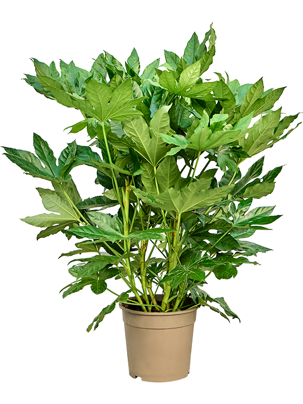 Фатсия японская 105/24 (Nieuwkoop Europe) 42119 - фото 103972