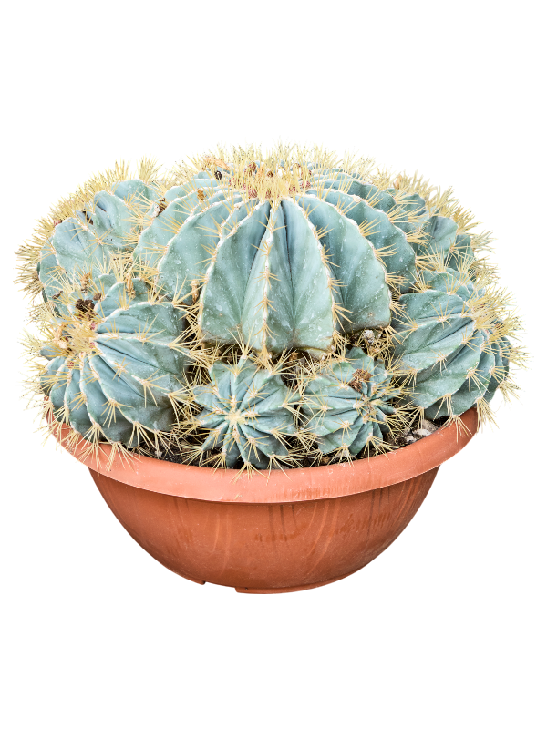 Ферокактус голубеющий 40/40 (Nieuwkoop Europe) 42123 - фото 103976