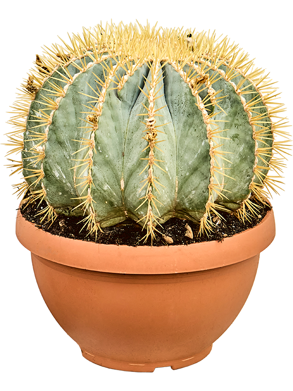 Ферокактус голубеющий 40/30 (Nieuwkoop Europe) 42124 - фото 103977