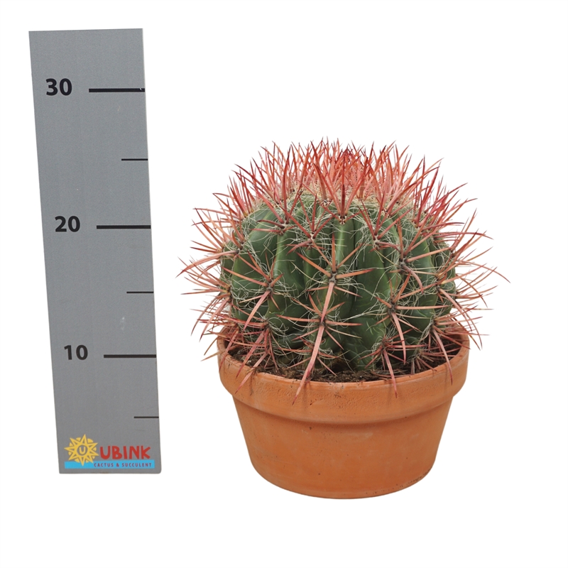 Ферокактус волосистый 22/20 (Nieuwkoop Europe) 42126 - фото 103979