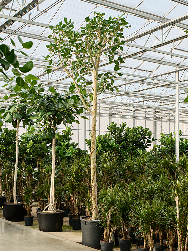 Фикус бенгальский "Одри" 360/70 (Nieuwkoop Europe) 42141 - фото 103994