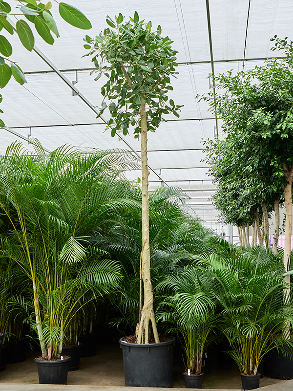 Фикус бенгальский "Одри" 450/70 (Nieuwkoop Europe) 42142 - фото 103995