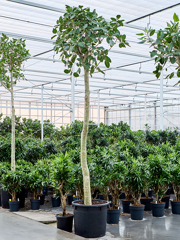 Фикус бенгальский "Одри" 425/70 (Nieuwkoop Europe) 42143 - фото 103996