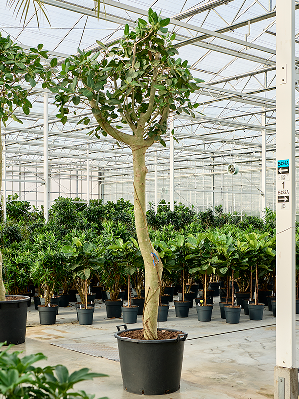 Фикус бенгальский "Одри" 325/70 (Nieuwkoop Europe) 42144 - фото 103997