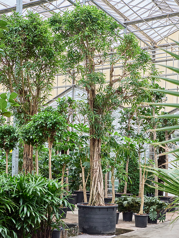 Фикус биннендийка "Али" 680/122 (Nieuwkoop Europe) 42147 - фото 104000