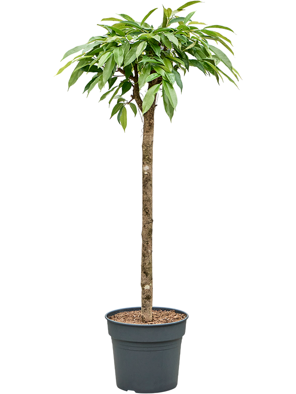 Фикус биннендийка "Амстел Кинг" 150/34 (Nieuwkoop Europe) 42148 - фото 104001