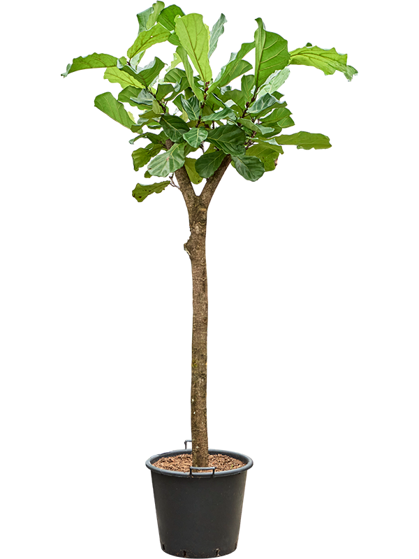Фикус лировидный (лирата) 240-260 см (Nieuwkoop Europe) 42151 - фото 104004