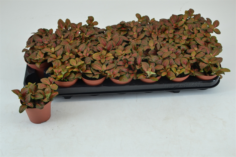 Фиттония Джоли Джосан 12/8 (Nieuwkoop Europe) 42154 - фото 104007