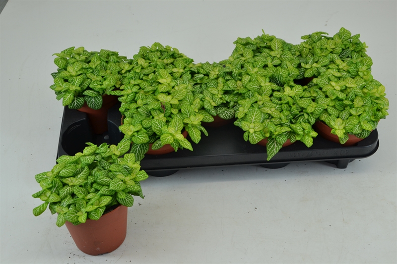 Фиттония Джоли Джосан 20/12 (Nieuwkoop Europe) 42156 - фото 104009