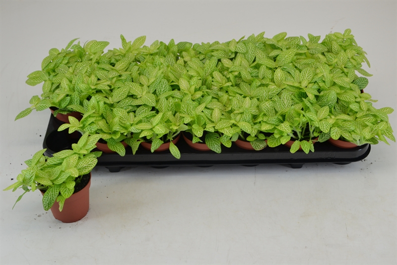 Фиттония мини 12/8 (Nieuwkoop Europe) 42160 - фото 104016