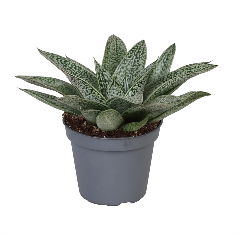 Гастерия "Ди Нелла" 8/6 (Nieuwkoop Europe) 42191 - фото 104047